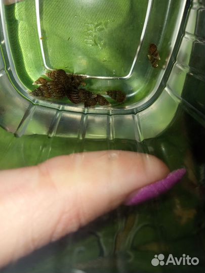 Улитки мелании