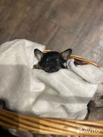 Той-терьер щенки