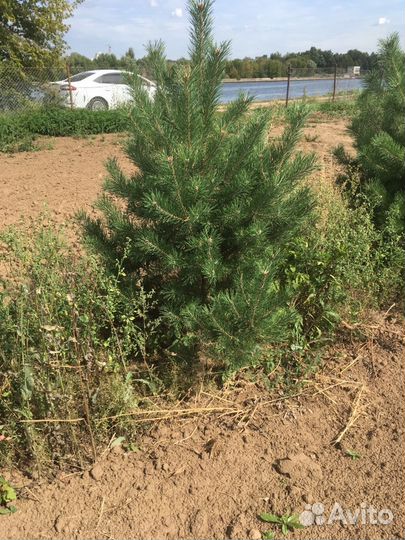 Саженцы сосны. Сосна обыкновенная 1,2м