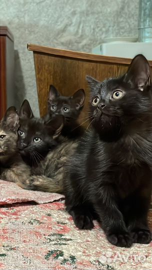 Кошки в добрые руки