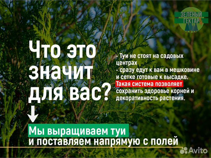 Туя смарагд 100 см свежая копка 2023