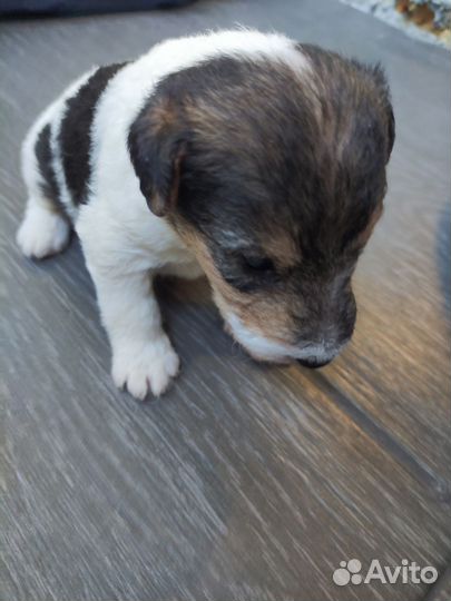 Щенки фокстерьера жескошерстый