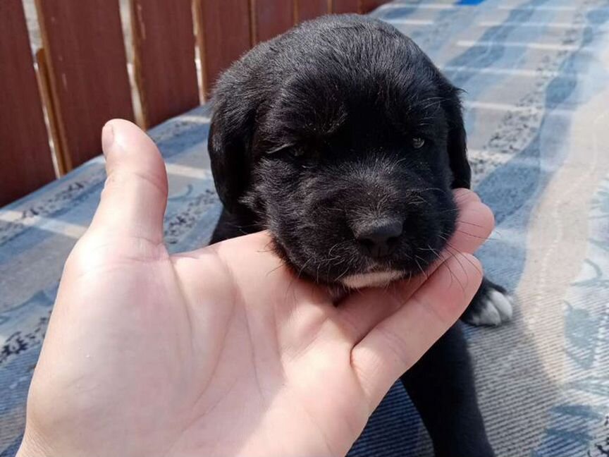 Английский кокер спаниель