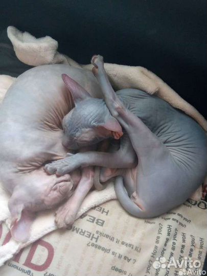 Передержка животных