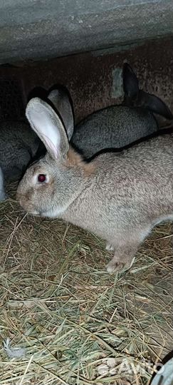 Кролики мясных пород