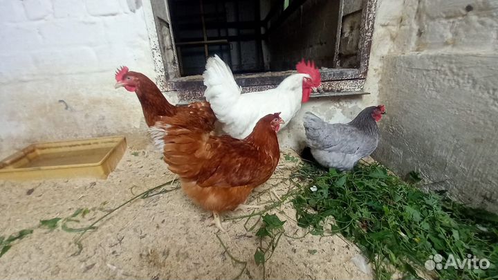 Куры молодки