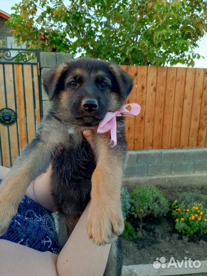 Немецкая овчарка