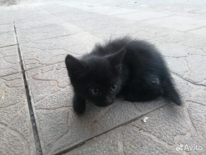 Домашние животные котята