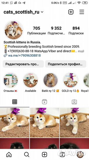 Скоттиш фолд девочка - золотая шиншилла NY 12