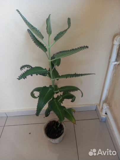 Каланхоэ в добрые руки