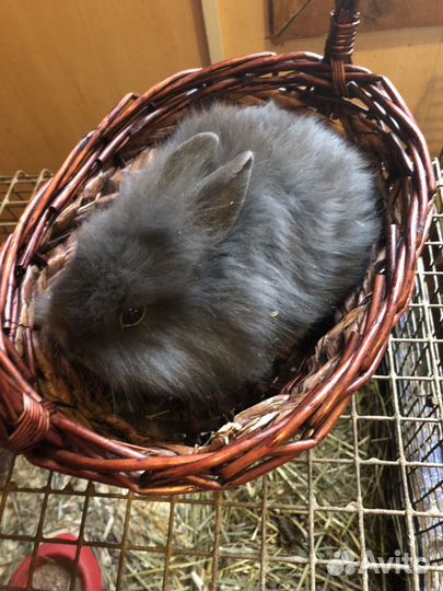 Декоративные кролики