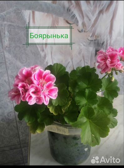 Черенки сортовой пеларгонии