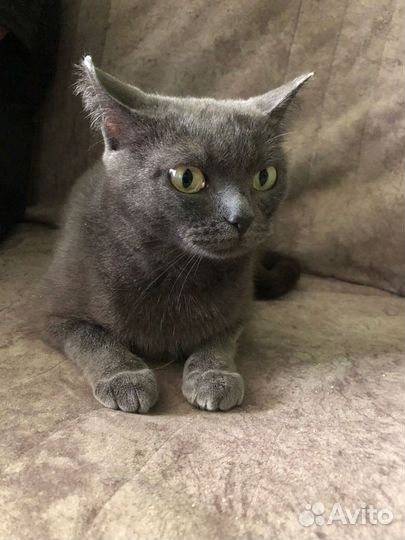 Кошечка в добрые руки