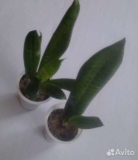 Домашние цветы разные