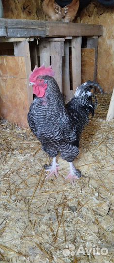 Молодой петух