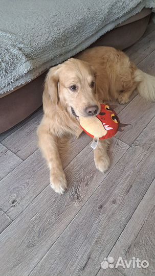 Золотистый ретривер вязка