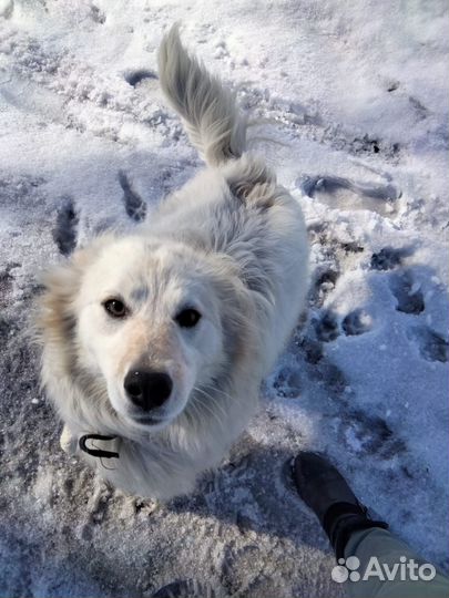 Собака в добрые руки