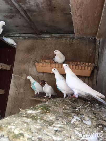 Продажа голубей