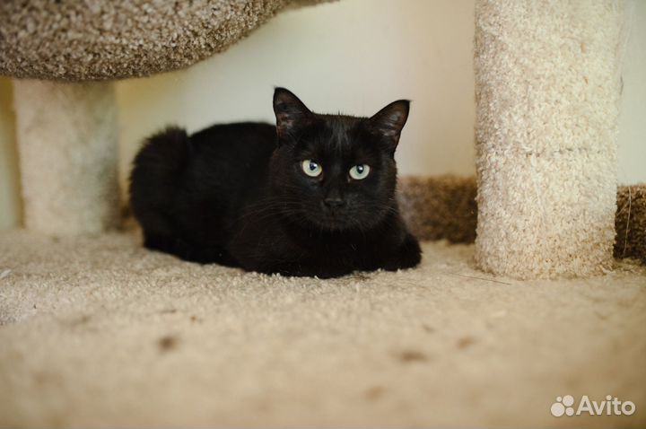 Нора в добрые руки