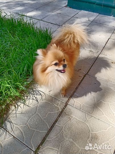 Померанский шпиц мини