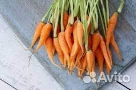 Картофель на корм скоту