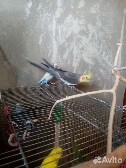 Попугаи с клеткой