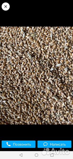 Зерно пшеница