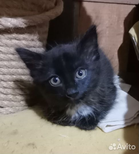 Кошечка малышка 1,5 мес