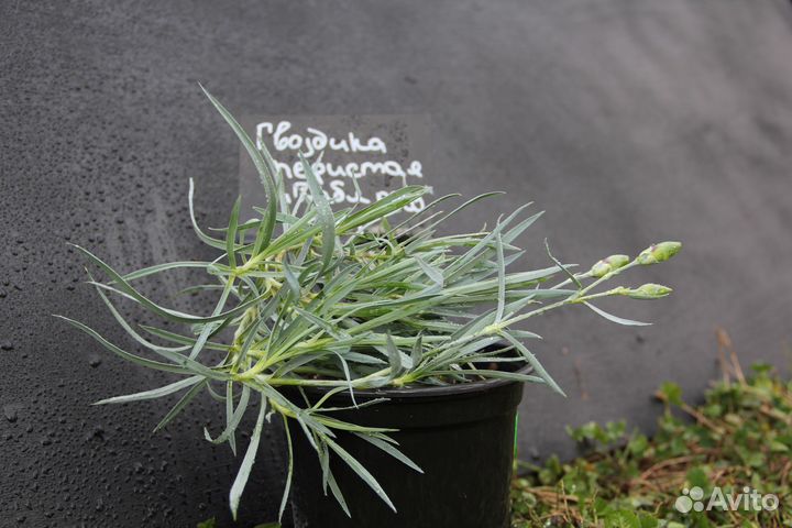 Гвоздика перистая сорт Дабл Уайт (Double White)