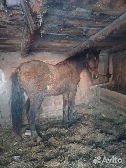 Корова стельная дойная