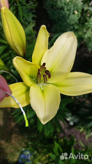 Лилии луковицы