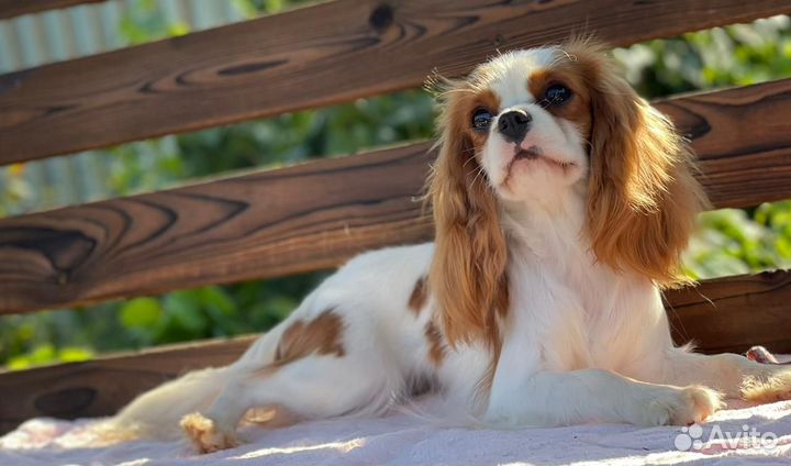 Кавалер кинг чарльз спаниель девочка