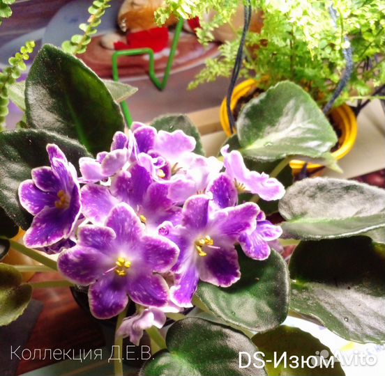 Фиалки, глоксинии и не только