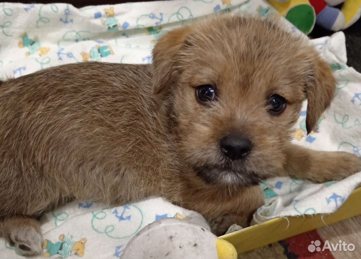 Йоркширский терьер