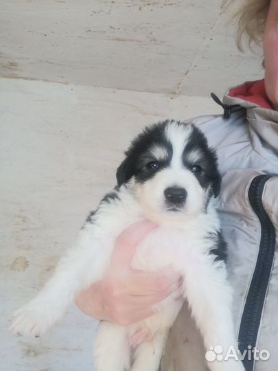 Собака в добрые руки отдам бесплатно