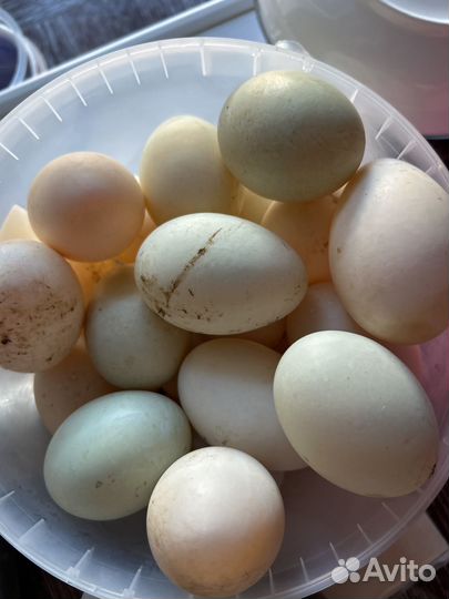 Инкубационное яйцо цесарки, индийский бегунок