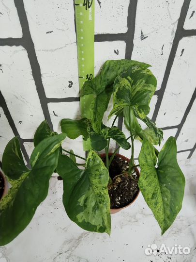 Сингониум моттлед