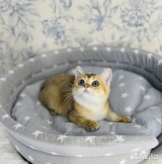 Золотая шиншилла