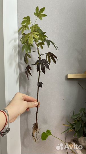 Гибискус кленовидный махагон