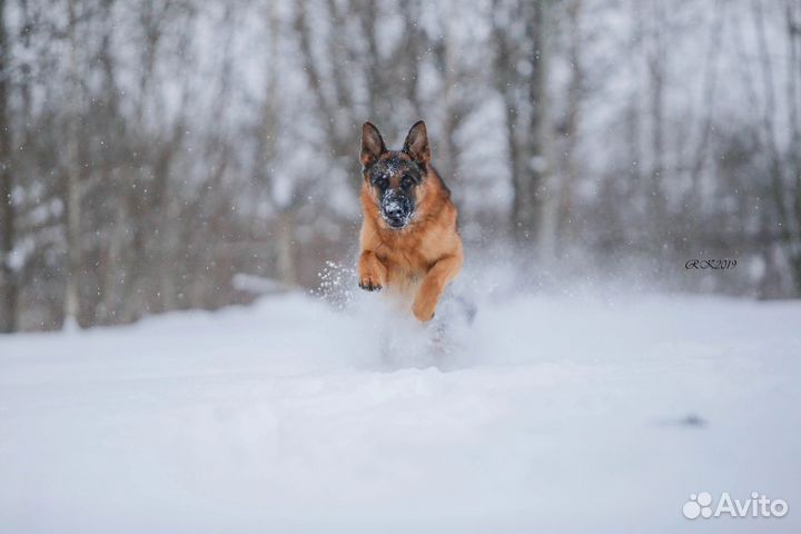 Немецкая овчарка щенки