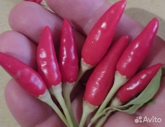 Семена острого перчика 