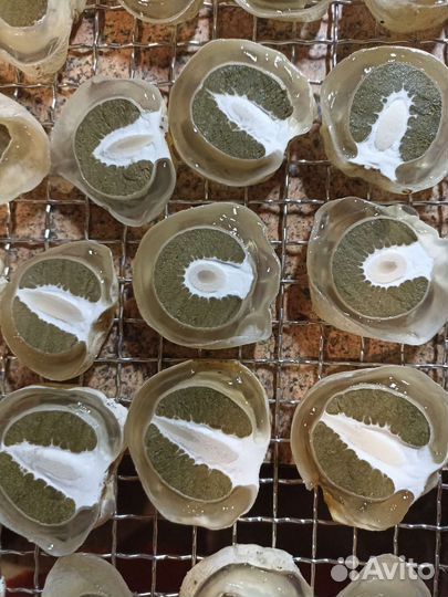 Гриб веселка