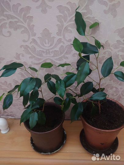 Фикус бенджамина