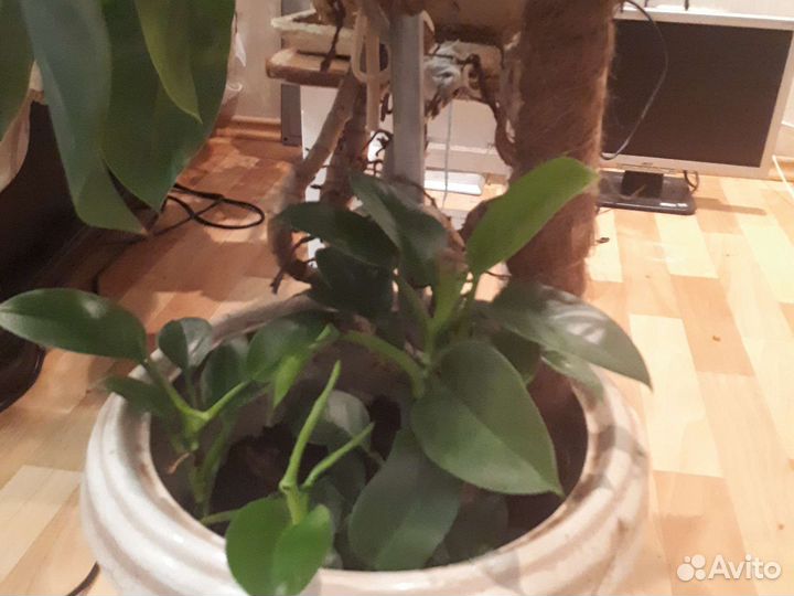 Ростки филодедрона