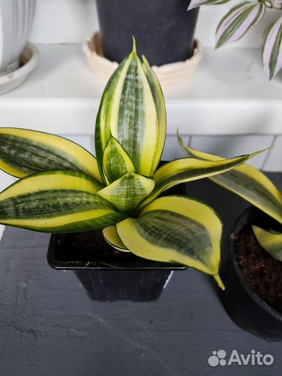 Комнатное растение Сансевиерия