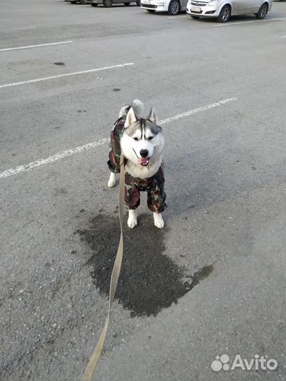 Вязка хаски