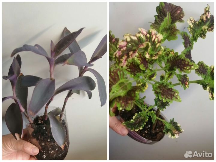 Цветы для дома