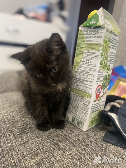 Кошечка в добрые руки