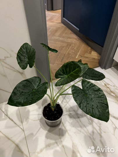 Алоказия регал шилдс