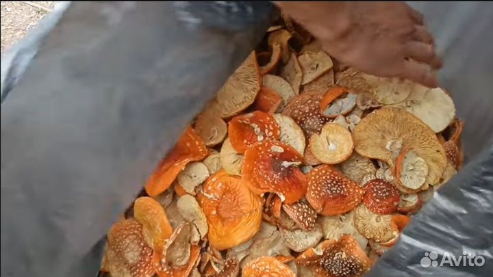 Дегидратор от производителя для овощей и фруктов